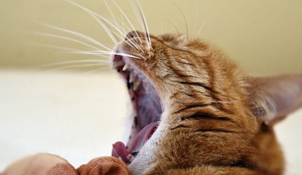 come dormono gli animali 