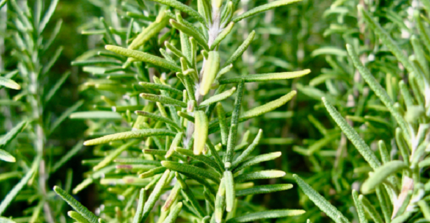 10 consigli per coltivare aromatiche