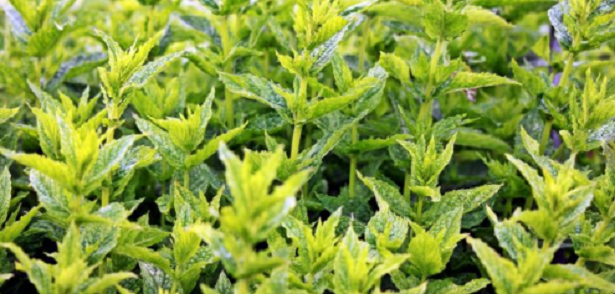 10 consigli per coltivare aromatiche