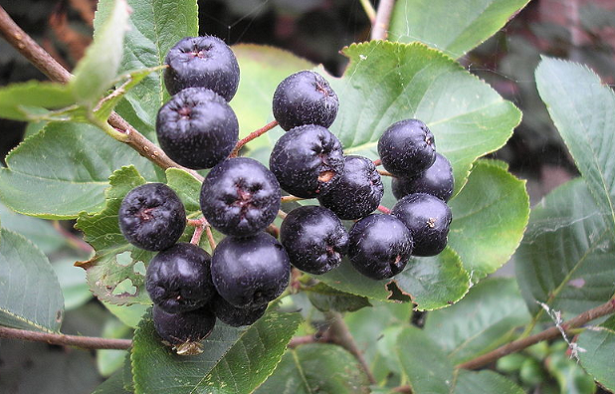 Aronia