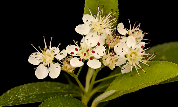 fiori di aronia