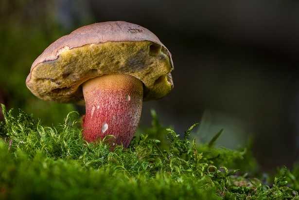 Funghi boletus