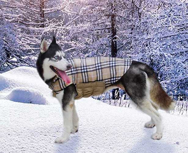 cappottino per cane burberry