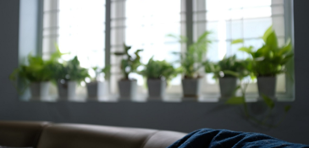 Come proteggere le piante dal riscaldamento Come proteggere le piante dal riscaldamento