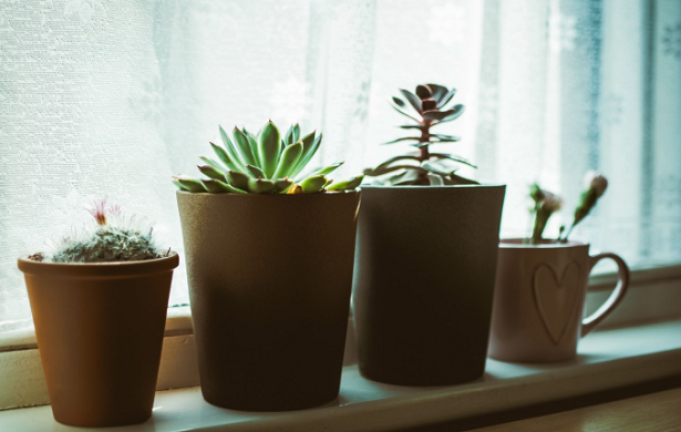 Come proteggere le piante dal riscaldamento Come proteggere le piante dal riscaldamento