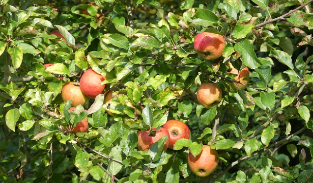 Come pulire gli alberi da frutto in inverno Come pulire gli alberi da frutto in inverno