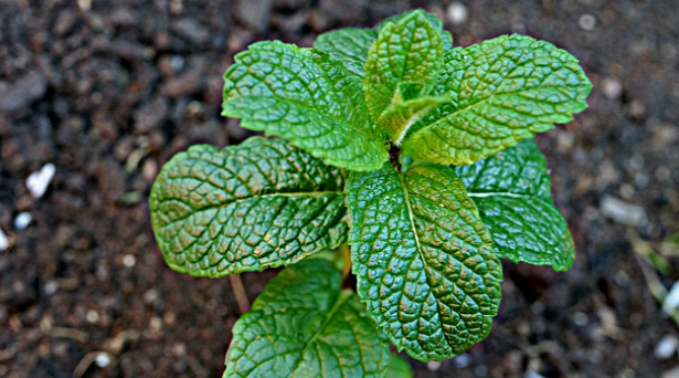 Come usare ma menta in cucina
