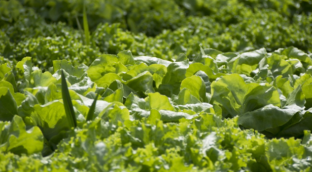 Cosa fare a gennaio nell’orto