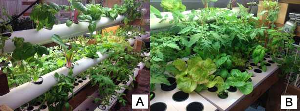 idroponica: esempi di colture