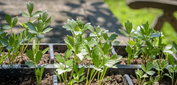 Come coltivare il levistico e come usarlo