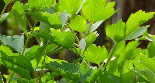 Come coltivare il levistico e come usarloCome coltivare il levistico e come usarlo