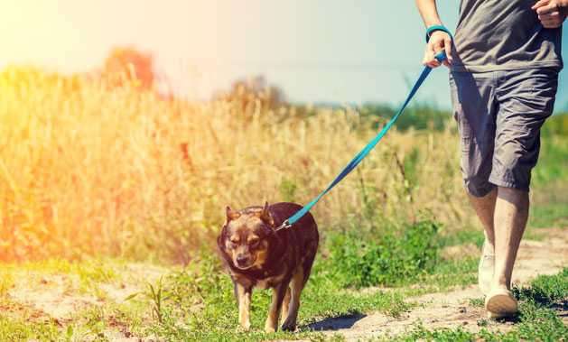 migliori guinzagli per cani