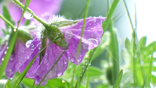 Come proteggere i fiori dalla pioggia