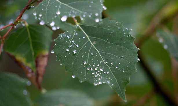 Come proteggere i fiori dalla pioggia