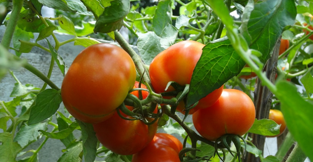 Come produrre semi di pomodoro