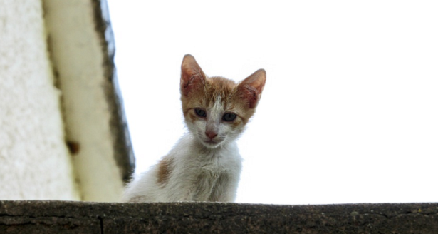 Cosa significa sognare animali