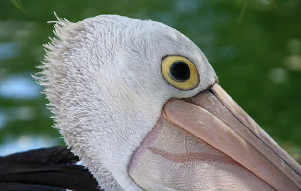 Animali da record da conoscere