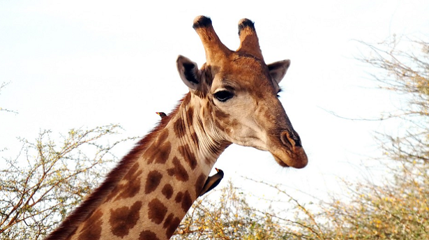 Animali da record da conoscere Animali da record da conoscere