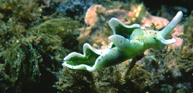 Elysia chlorotica
