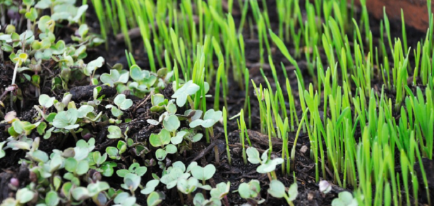 Cosa sono i micro ortaggi