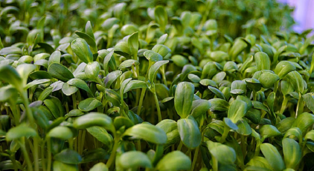 Cosa sono i micro ortaggi