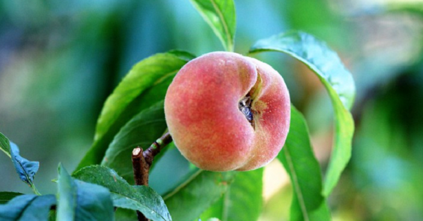 Pesca Tabacchiera o Pesca Saturnina