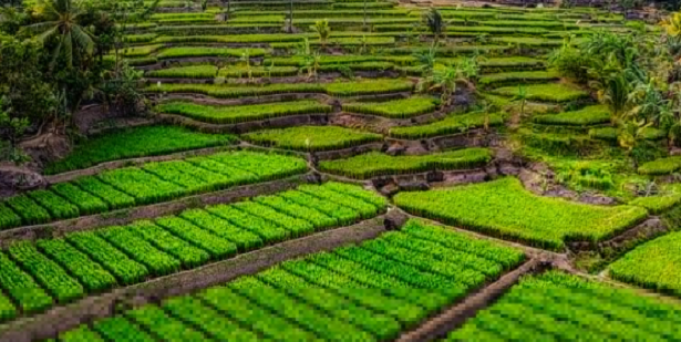 Rame in agricoltura biologica Rame in agricoltura biologica
