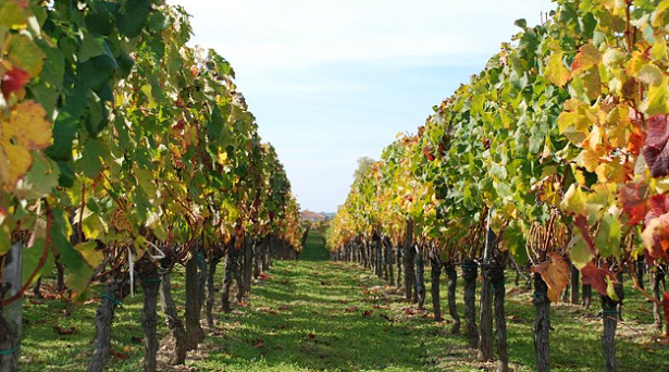 Rame in agricoltura biologica Rame in agricoltura biologica