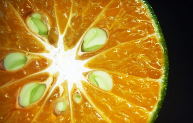 Estratto di semi di pompelmo