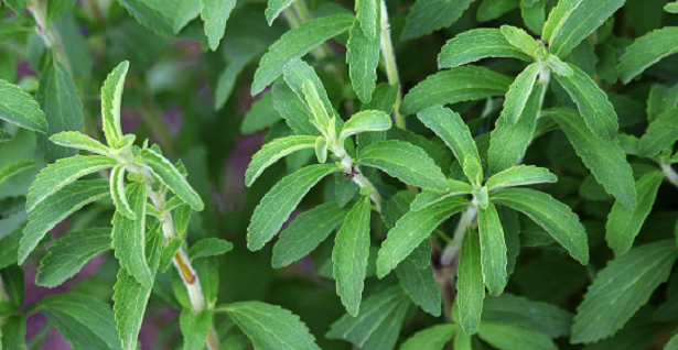 Stevia