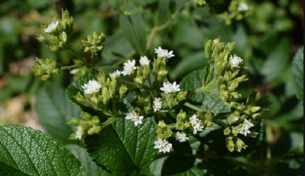 Stevia fiori Stevia fiori