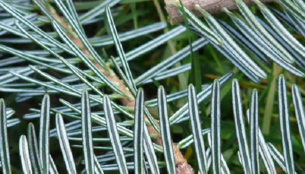 Abete bianco Abete bianco