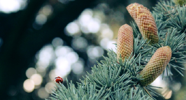 Abete bianco Abete bianco