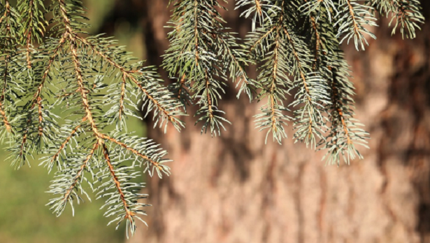 Abete bianco Abete bianco