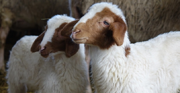 Cos’è la Brucellosi Cos’è la Brucellosi