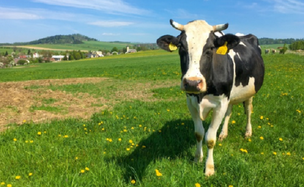 Cos’è la Brucellosi Cos’è la Brucellosi