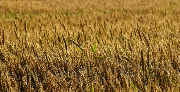 Quali sono i cereali minori