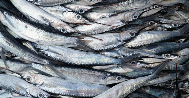 Quali cibi fanno bene al cervello dei bambini