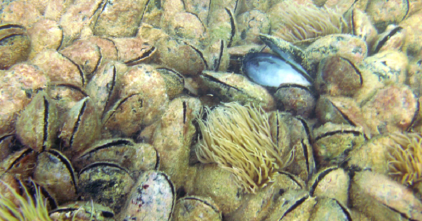 Cozze del Mediterraneo