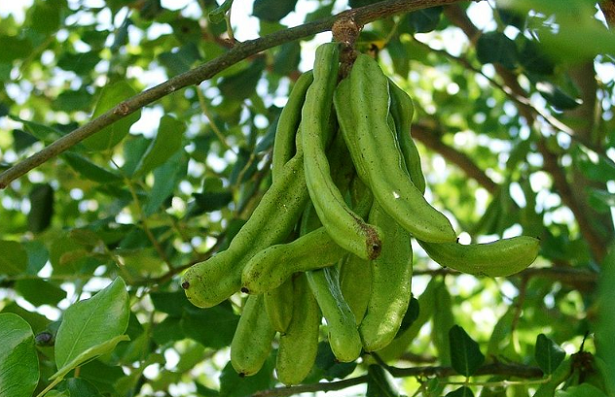 Decotto alla carruba