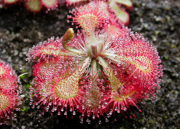 Drosera Drosera