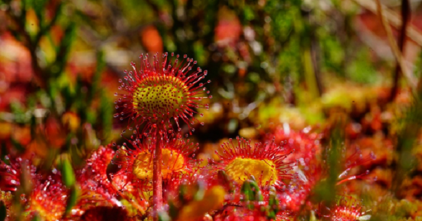 Drosera Drosera