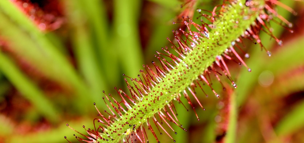 Drosera Drosera