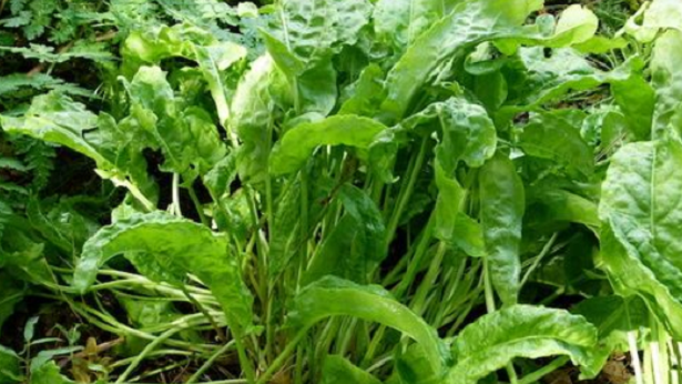 Erba Brusca Erba Brusca