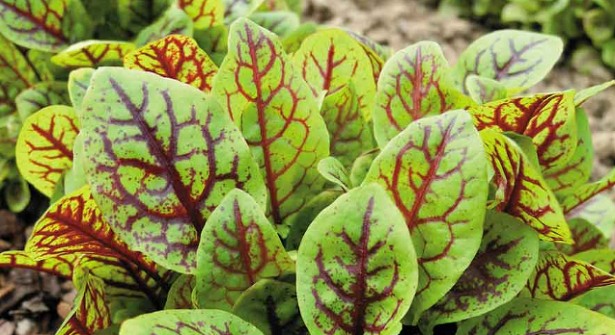 Erba Brusca Erba Brusca