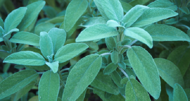 A cosa serve l’infuso alla salvia