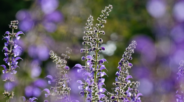 A cosa serve l’infuso alla salvia