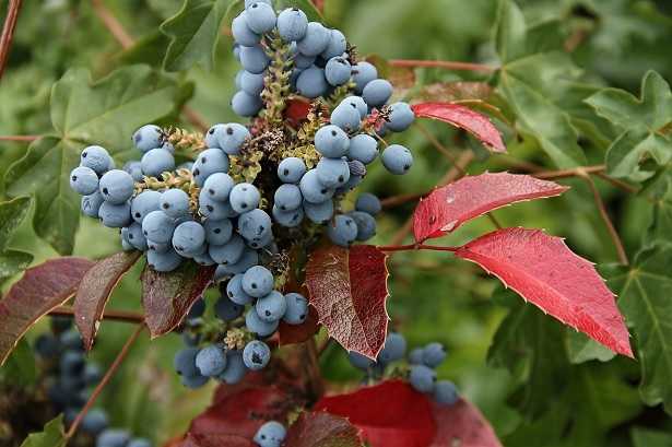 mahonia