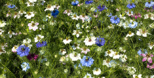 Proprietà della Nigella Sativa