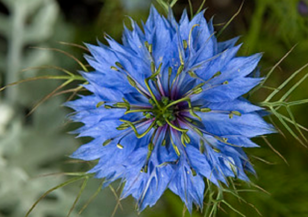 Proprietà della Nigella Sativa